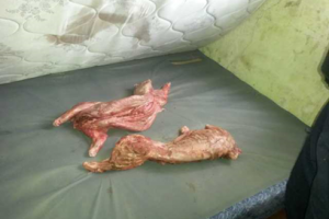 Hay dos detenidos por el robo de siete lechones en un campo de Solís