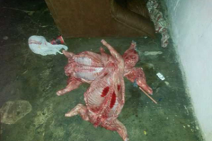 Dos condenados por el robo de los lechones en Solís, que fueron faenados y escondidos en Cerros Azules