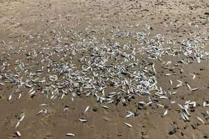 Cientos de peces muertos aparecieron en la costa en Playa Hermosa