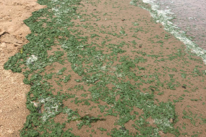 Se colocaron banderas sanitarias preventivamente en parte de la Mansa y zona Oeste