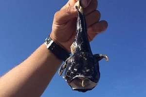 Vuelven las "pinchaduras" del pez sapo en playas esteñas