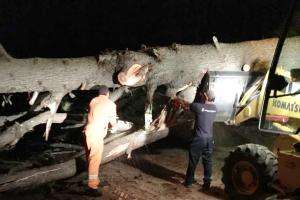 Retiraron un árbol que cayó en Rincón del Indio