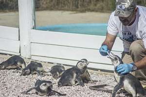 Más de un centenar de pingüinos Magallanes aparecieron en las costas de Maldonado y otros departamentos