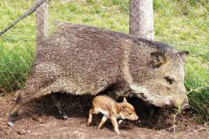 Jornadas de Investigación, Conservación y Manejo de fauna silvestre en APROTUR