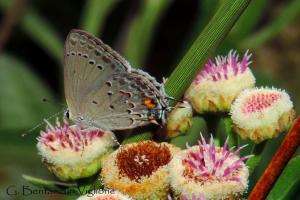 “Avistamiento de mariposas” en el humedal del Arroyo Maldonado
