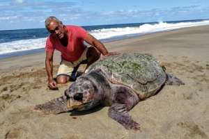 Una tortuga marina de 1,10 metros apareció muerta en las costas de Maldonado