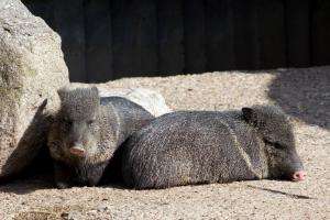 Reserva de Fauna reintrodujo el Pecarí de Collar, una especie extinta en Uruguay