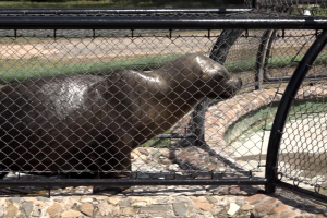 Murió la leona marina del Parque Medina de San Carlos