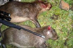 Semana de Turismo: COENDU realiza nueva campaña contra la caza de fauna nativa y silvestre