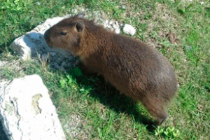 Se viene fiscalizando cumplimiento de normativa sobre caza: las multas van de 10 a 1.500 UR