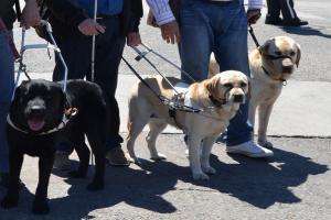 Se inician en San Carlos los cursos de adiestramiento de perros guías para ciegos