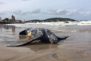Piriápolis: apareció muerto ejemplar de laúd, la especie de tortuga marina mas grande del mundo