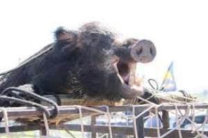 Comienza "Aiguá en Mayo"