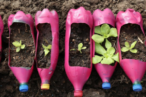 Se agotaron las semillas otoño-invierno