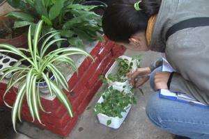 Harán pesquisa buscando Aedes Aegyptis en San Carlos