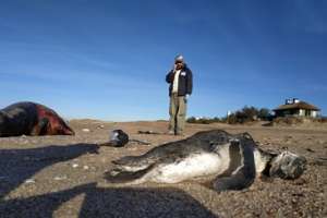 Aparecieron pingüinos, lobos marinos y albatros muertos en la playa de José Ignacio