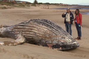 Sigue la mortandad de animales marinos: ahora encontraron una ballena en Playa Verde