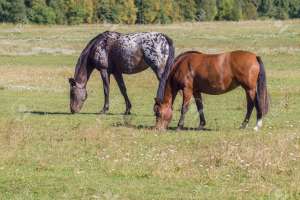 Robó dos caballos en Camino Los Arrayanes y tendrá que cumplir arresto domiciliario nocturno