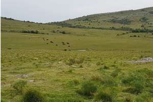 Recomiendan aumentar un 101% la Contribución Inmobiliaria Rural de Maldonado