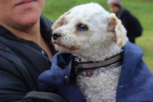 Este jueves habrá castraciones caninas en el barrio San Francisco