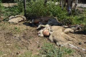 Robaron, lastimaron y mataron ovejas en un predio rural