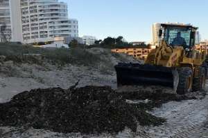 Limpian costa de la Mansa ante aparición de camalotes