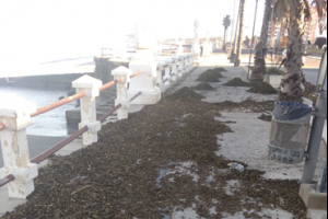 Realizan la limpieza de arrastres en la rambla y la playa de Piriápolis