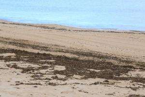 Afirman que la presencia de camalotes registra un impacto ambiental “poco significativo”