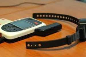 Diputado Carrasco solicita que se amplíe la licitación de compra de tobilleras