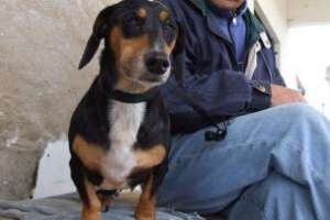 Móvil de castraciones caninas concurre a La Capuera