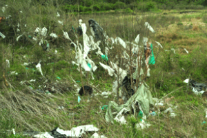 Dinama ampliará prohibición de plásticos; se insta a comercios pequeños a usar bolsas biodegradables