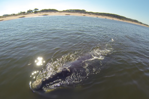 Llega el lanzamiento de la temporada de ballenas