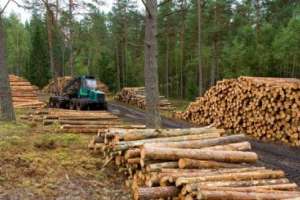 Comenzará capacitación gratuita de operador en cosecha forestal en Aiguá