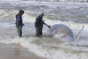 Apareció muerto un zifio calderón austral en Santa Ana
