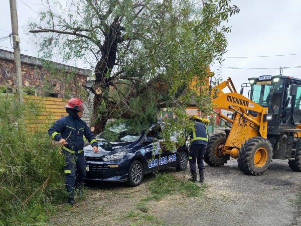 Un árbol cayó sobre un auto estacionado y Bomberos debió intervenir