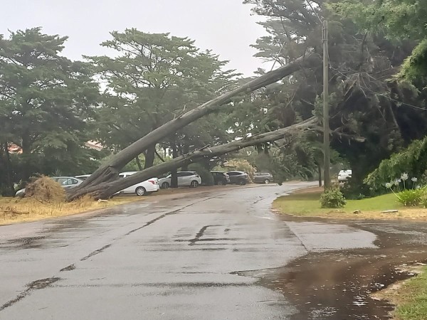 Agrónomo docente del...