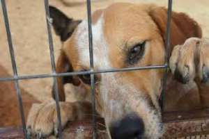 Presentan proyecto que busca tipificar el maltrato a los animales como delito penal