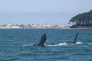 Lanzan la nueva temporada de avistamiento de ballenas