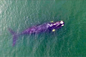 Presentaron en Punta del Este la nueva temporada de avistamiento de ballenas