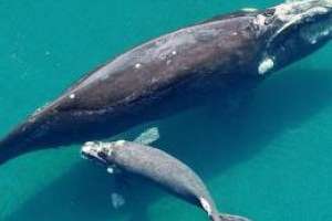 Dinara recuerda que está prohibido acercarse a menos de 300 metros de las ballenas