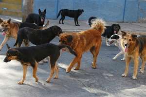 Veterinario del refugio de Ruta 39 contradice denuncias de la edila Pérez