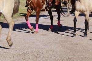 Proceden al retiro de vacas y caballos que representen peligro en la vía pública