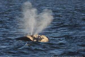 Una ballena franca blanca centró la atención del domingo en Maldonado