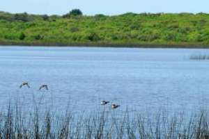 Pan de Azúcar: Sociedad de Fomento Rural anuncia segunda mesa redonda del año