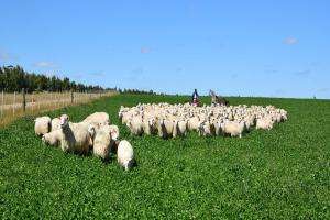 En la Sociedad Fomento Rural e Industrial se abordará la cría de ovinos