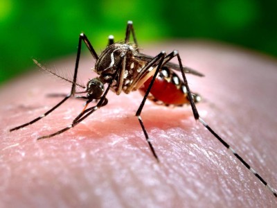 La titular de Salud Pública pidió a los uruguayos que viajaron a la Argentina que controlen síntomas por el dengue