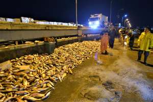 Comenzó la zafra: el Puerto de Punta del Este está inundado de corvinas
