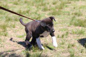 Se brindará servicio gratuito de castraciones caninas en Aiguá
