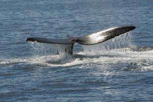 Día nacional de protección de la ballena franca austral: niños de Tacuarembó serán partícipes de una divertida movida