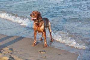 Tenencia Responsable: IDM solicita respetar las playas habilitadas para mascotas